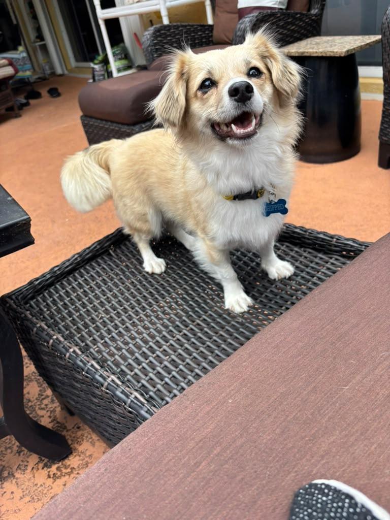 Enlarge Sushi, an adopted mixed breed in Lake Worth, FL image 4/6