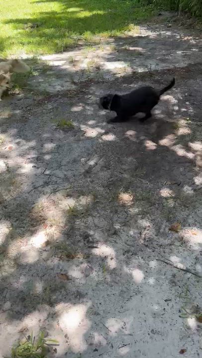 Enlarge Sushi, an adopted mixed breed in Lake Worth, FL video 6/6