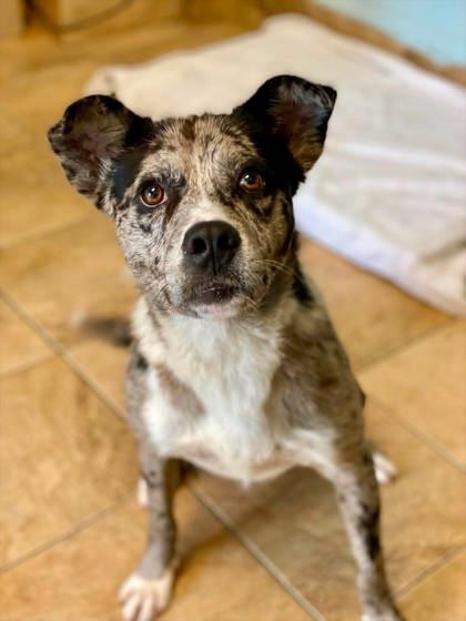 Simon, Adoptable, Adult Male Mixed Breed & Mixed Breed.