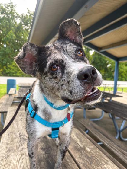 Enlarge Simon, a Adoptable mixed breed in Munster, IN image 2/2