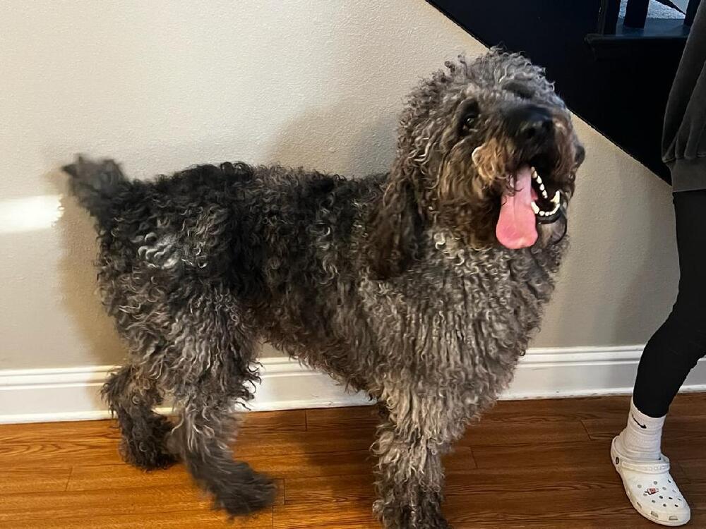 Monty, Adopted, Young Male Standard Poodle.