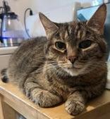 Cleo, a Adoptable mixed breed in Toronto, ON image 5/5