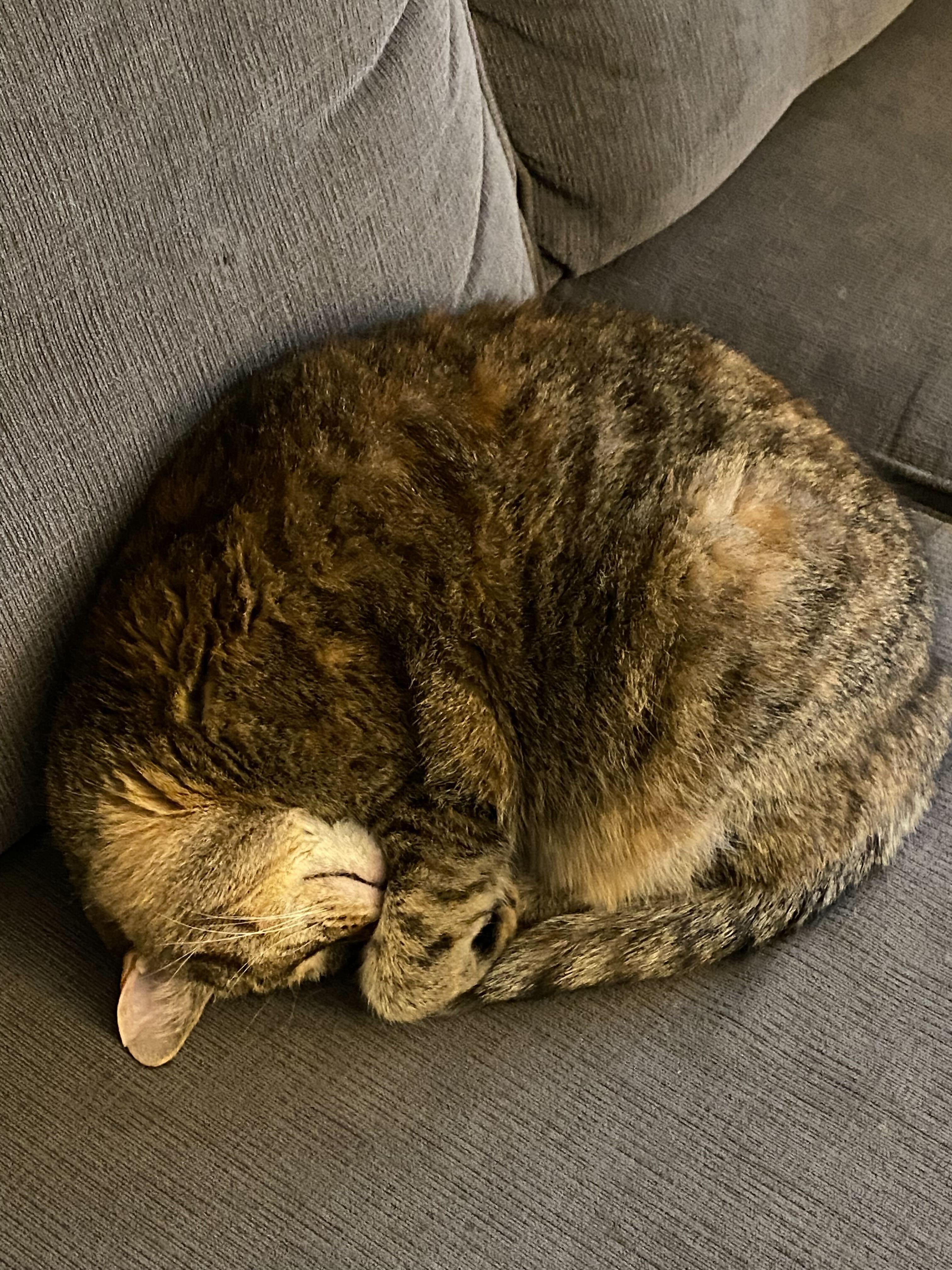 Cleo, a Adoptable mixed breed in Toronto, ON image 2/5