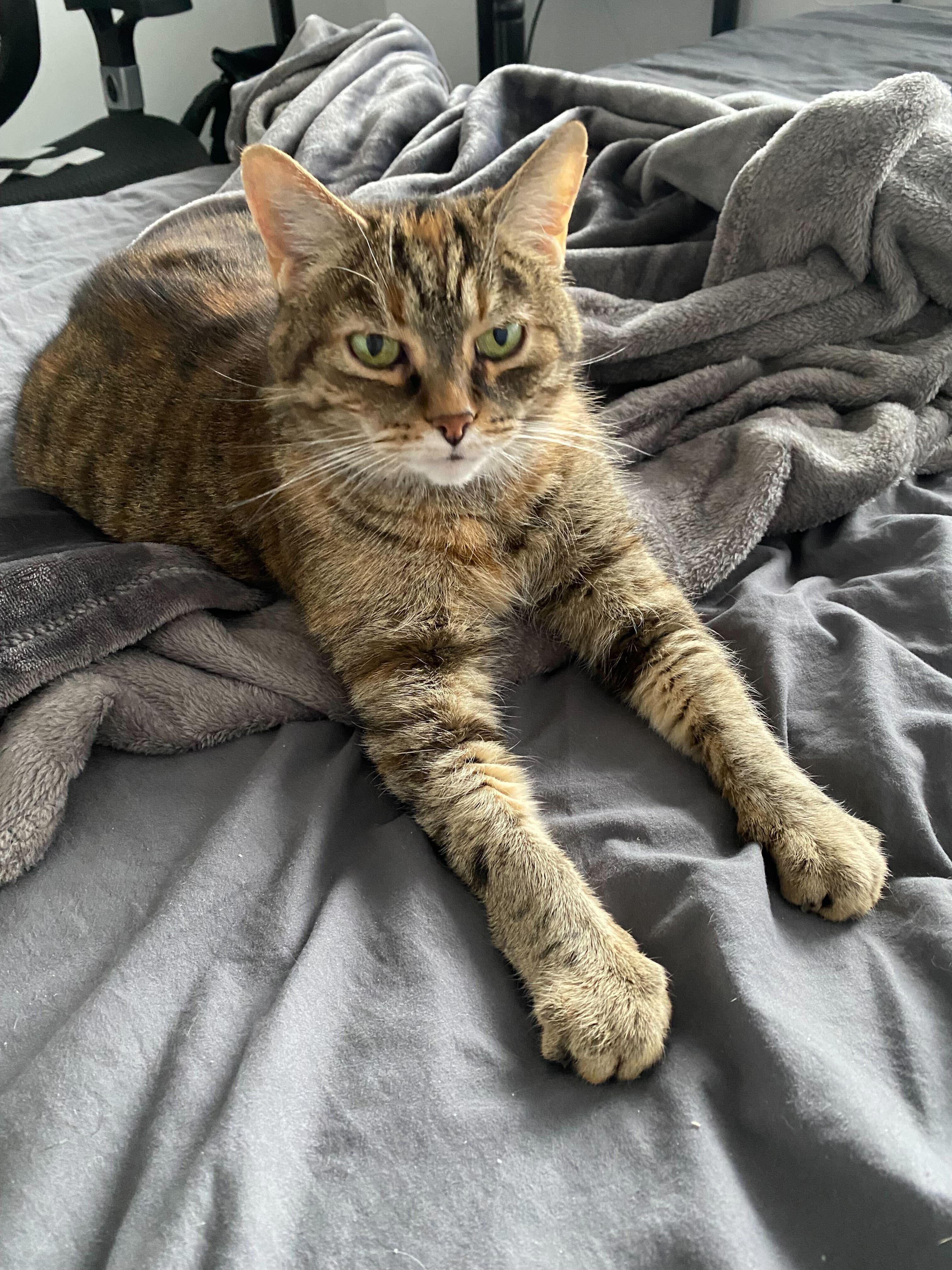 Cleo, Adoptable, Senior Female Domestic Short Hair.