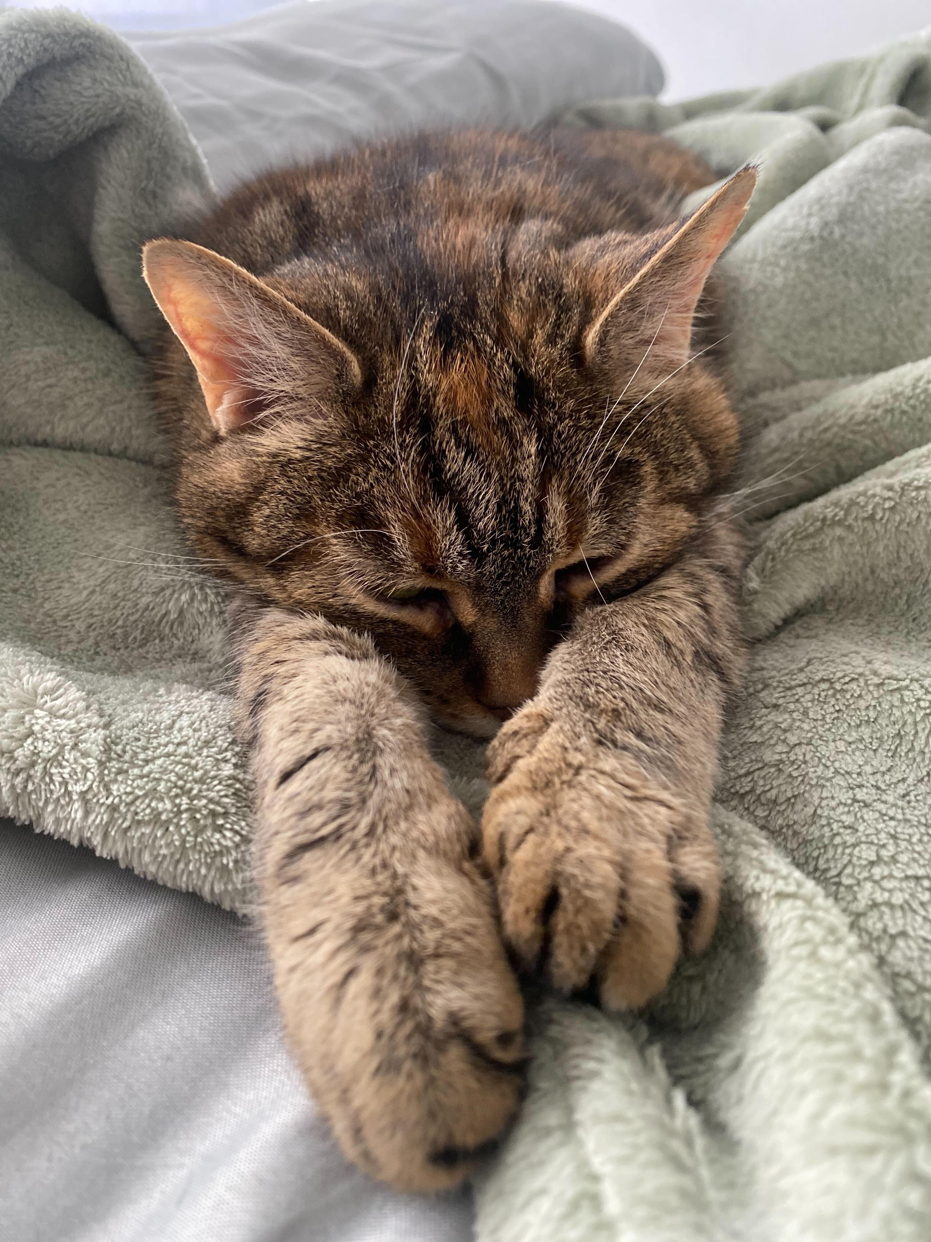 Cleo, a Adoptable mixed breed in Toronto, ON image 3/5