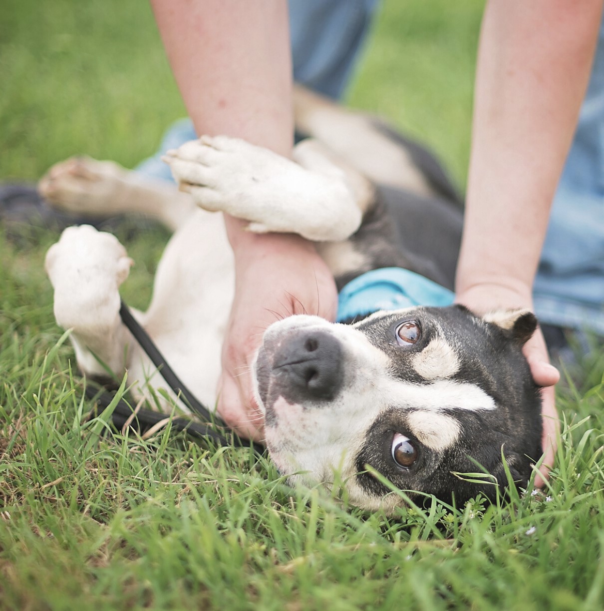 Bruno, a Adoptable mixed breed in Boise, ID image 2/6