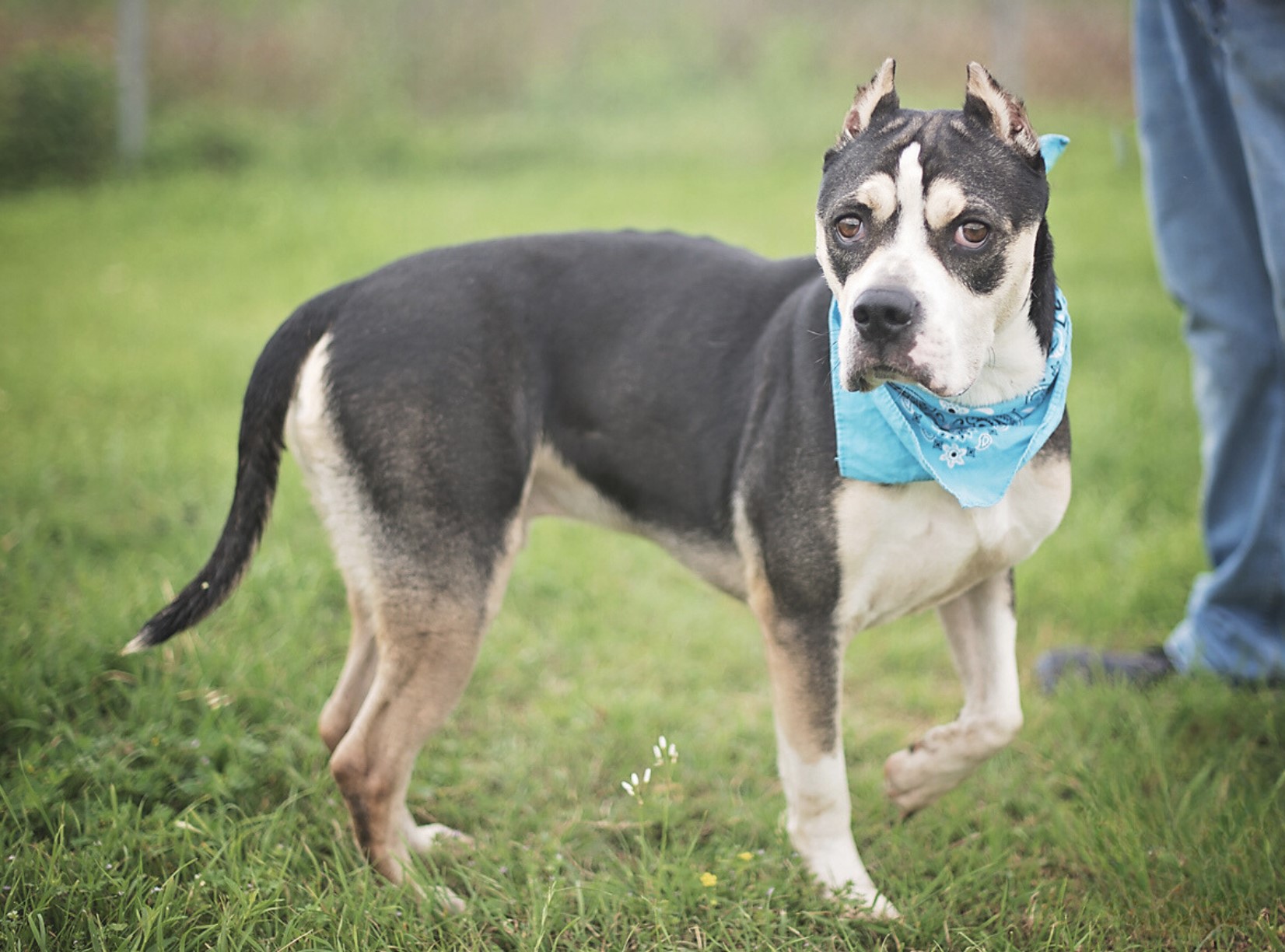 Bruno, a Adoptable mixed breed in Boise, ID image 1/6