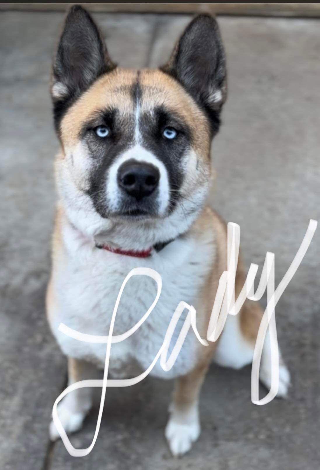 **Lady**, Adoptable, Adult Female Akita & Husky.