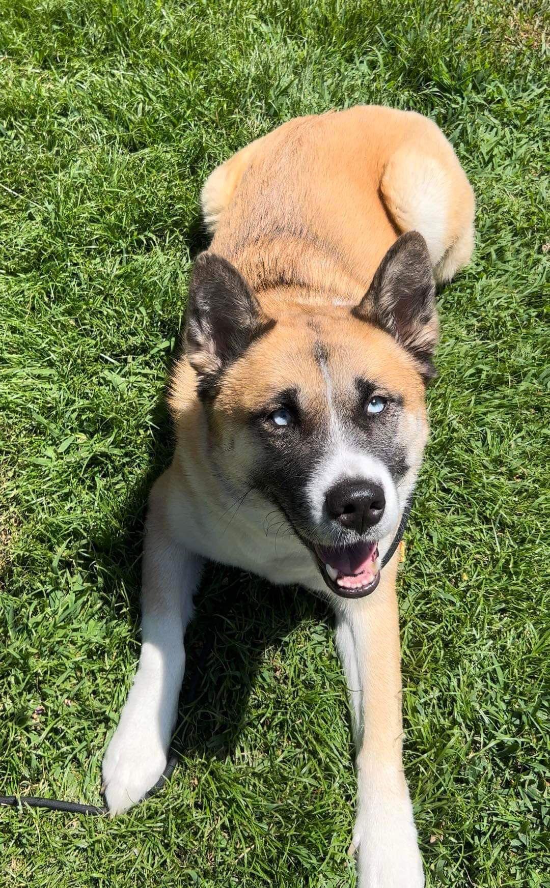 Enlarge **Lady**, a Adoptable mixed breed in Romoland, CA image 2/2