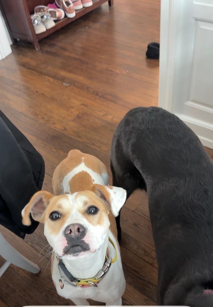 Enlarge Marshmello, a Adoptable mixed breed in Elmsford, NY image 1/6