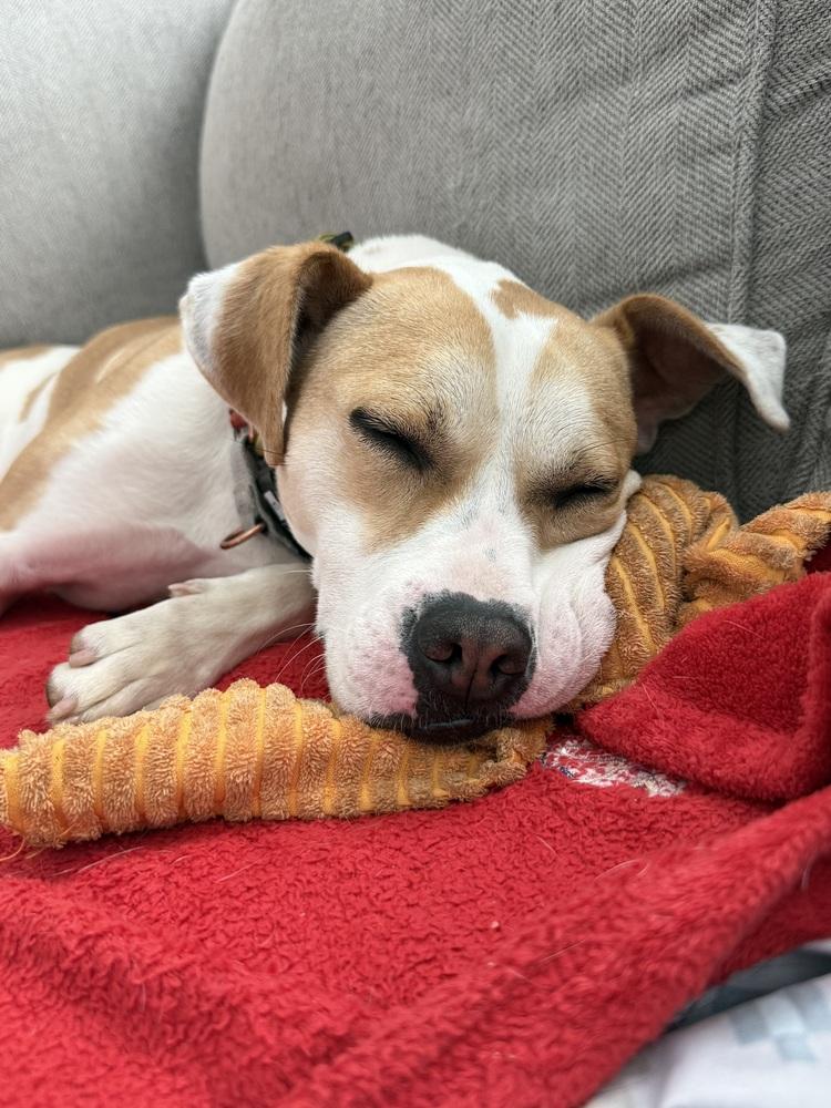 Marshmello, Adoptable, Young Female Labrador Retriever & Hound.