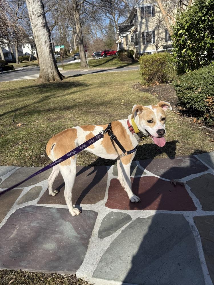 Enlarge Marshmello, a Adoptable mixed breed in Elmsford, NY image 4/6