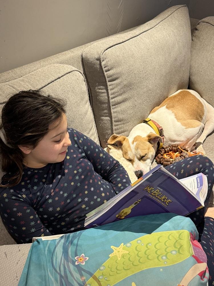 Enlarge Marshmello, a Adoptable mixed breed in Elmsford, NY image 4/6