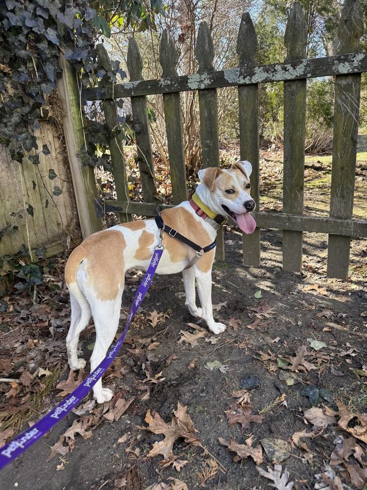 Enlarge Marshmello, a Adoptable mixed breed in Elmsford, NY image 6/6
