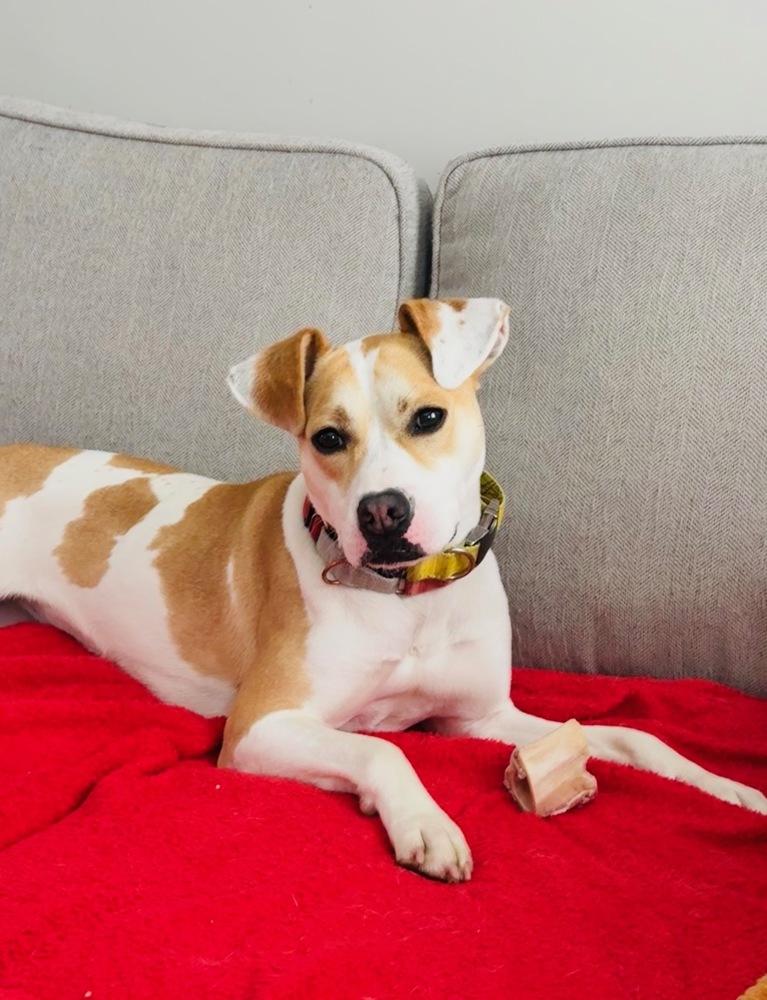 Enlarge Marshmello, a Adoptable mixed breed in Elmsford, NY image 5/6