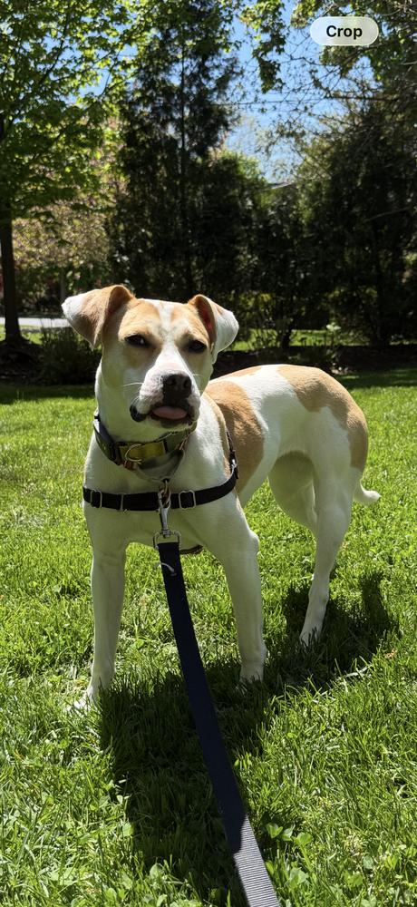 Marshmello, a Adoptable mixed breed in Elmsford, NY image 6/6