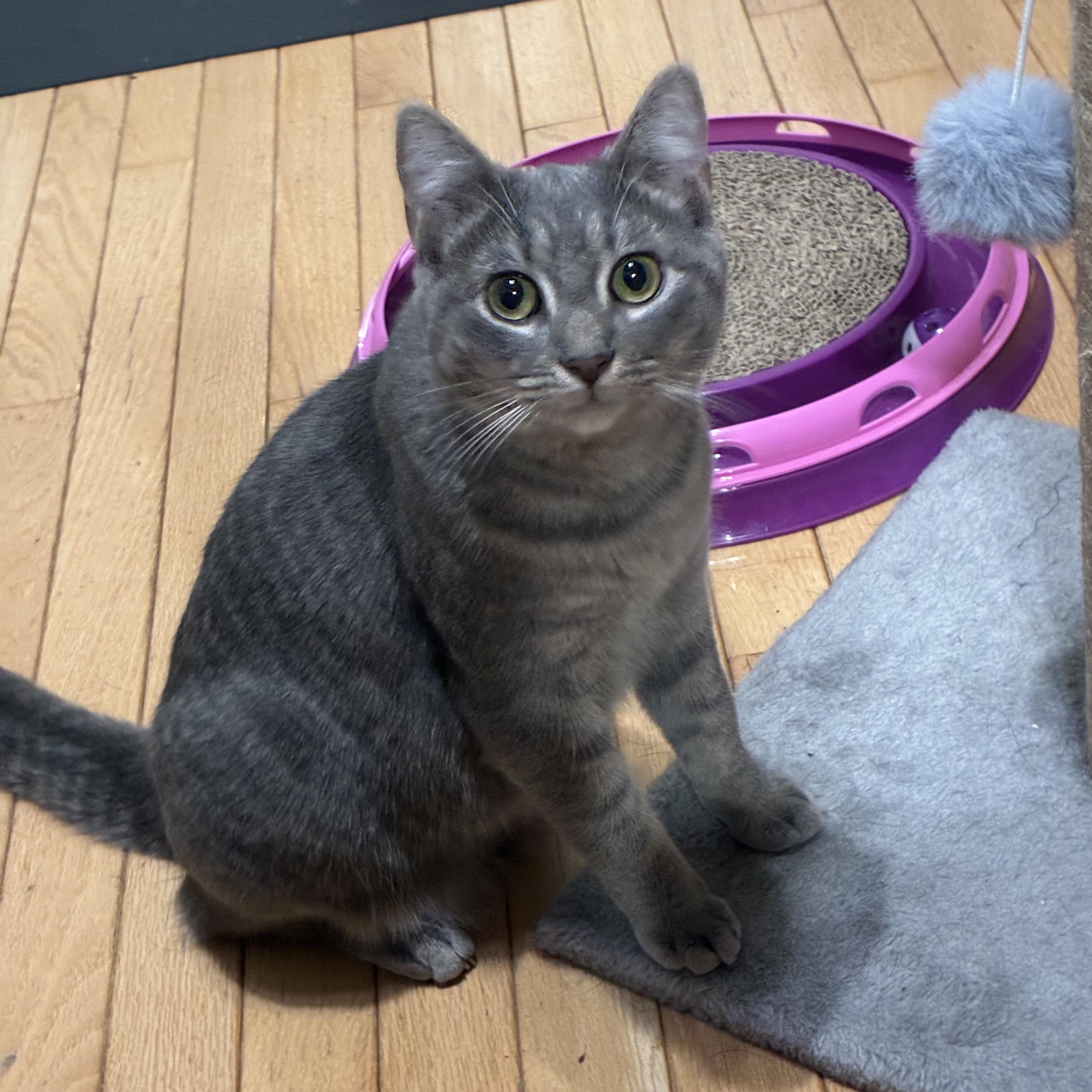 Gussie, Adoptable, Kitten Female Domestic Short Hair.