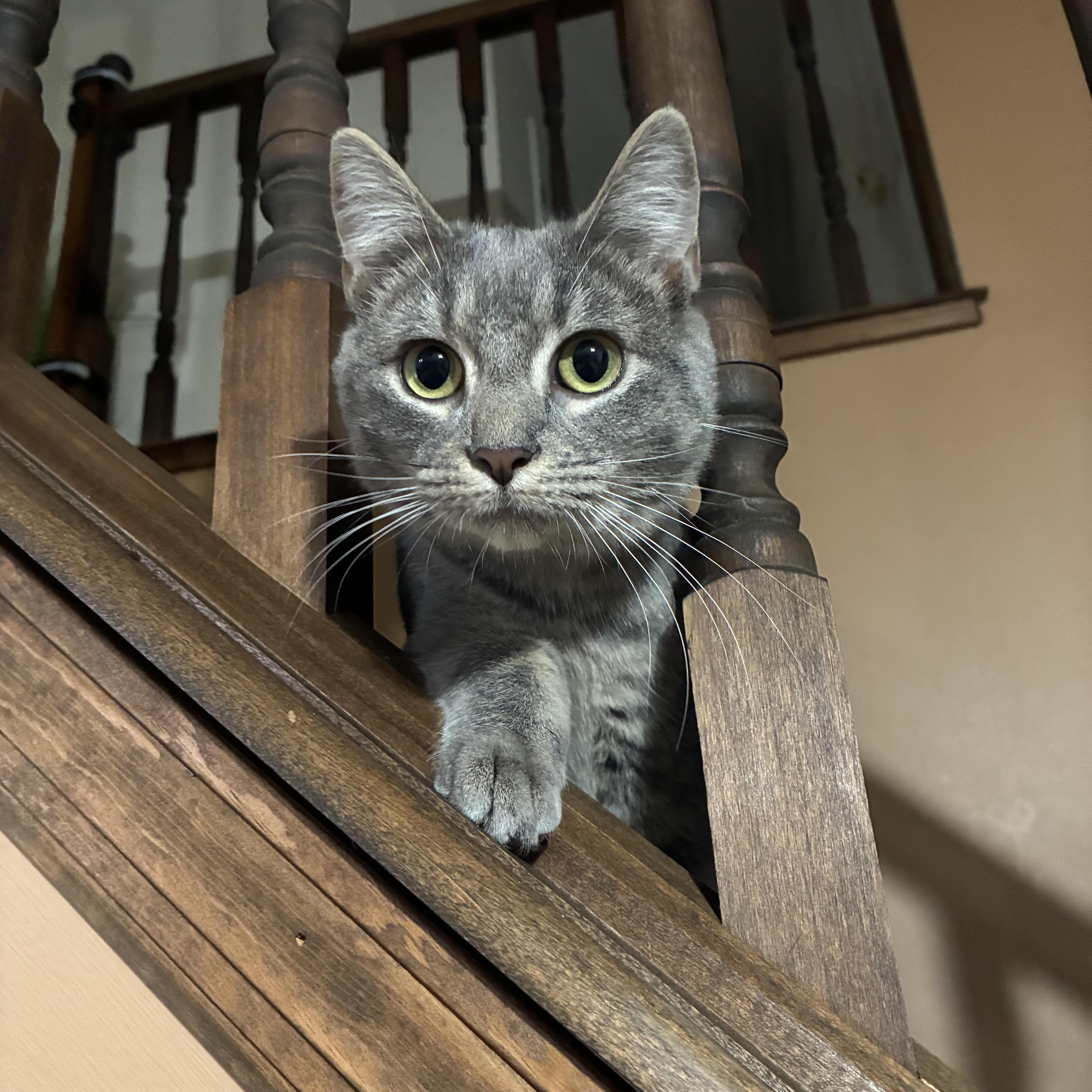 Enlarge Gussie, a Adoptable Domestic Short Hair in Sewell, NJ image 2/3