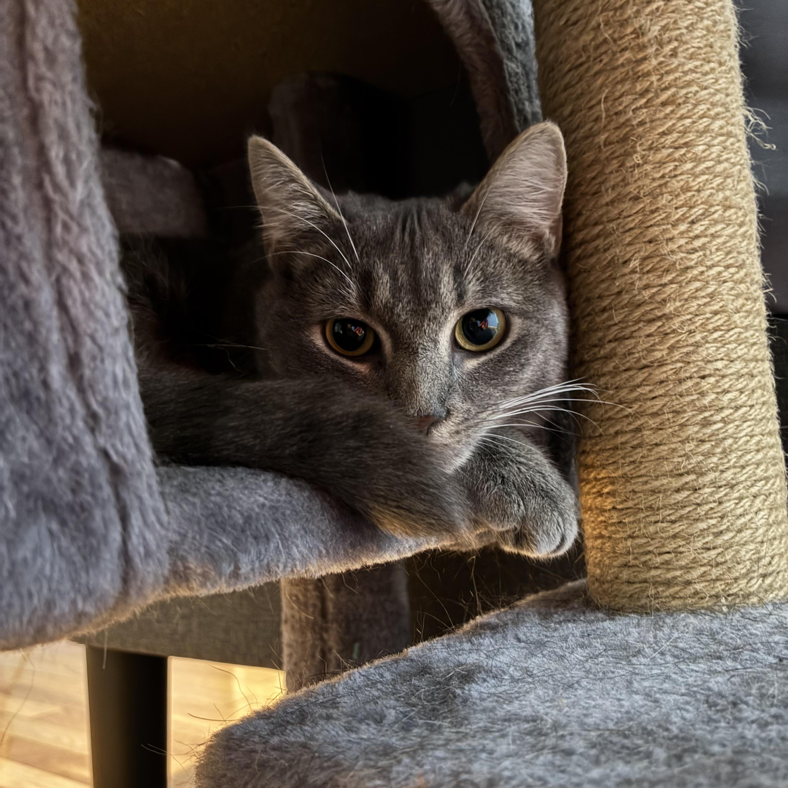 Enlarge Gussie, a Adoptable Domestic Short Hair in Sewell, NJ image 3/3