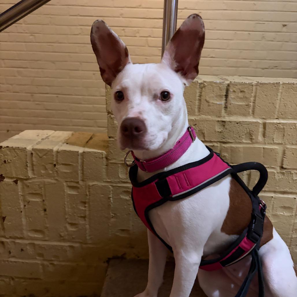 Jojo, Adoptable, Young Female Terrier & Mixed Breed.