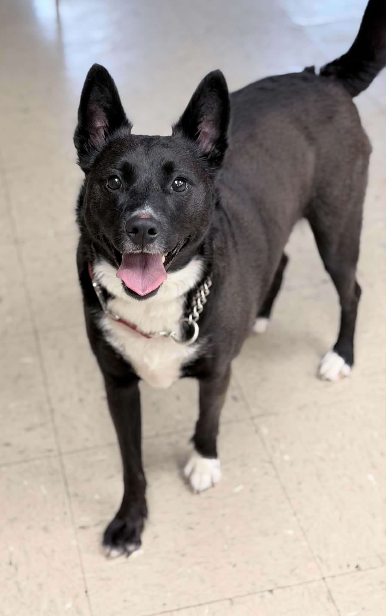 Sally, an adopted mixed breed in Wapakoneta, OH image 2/2