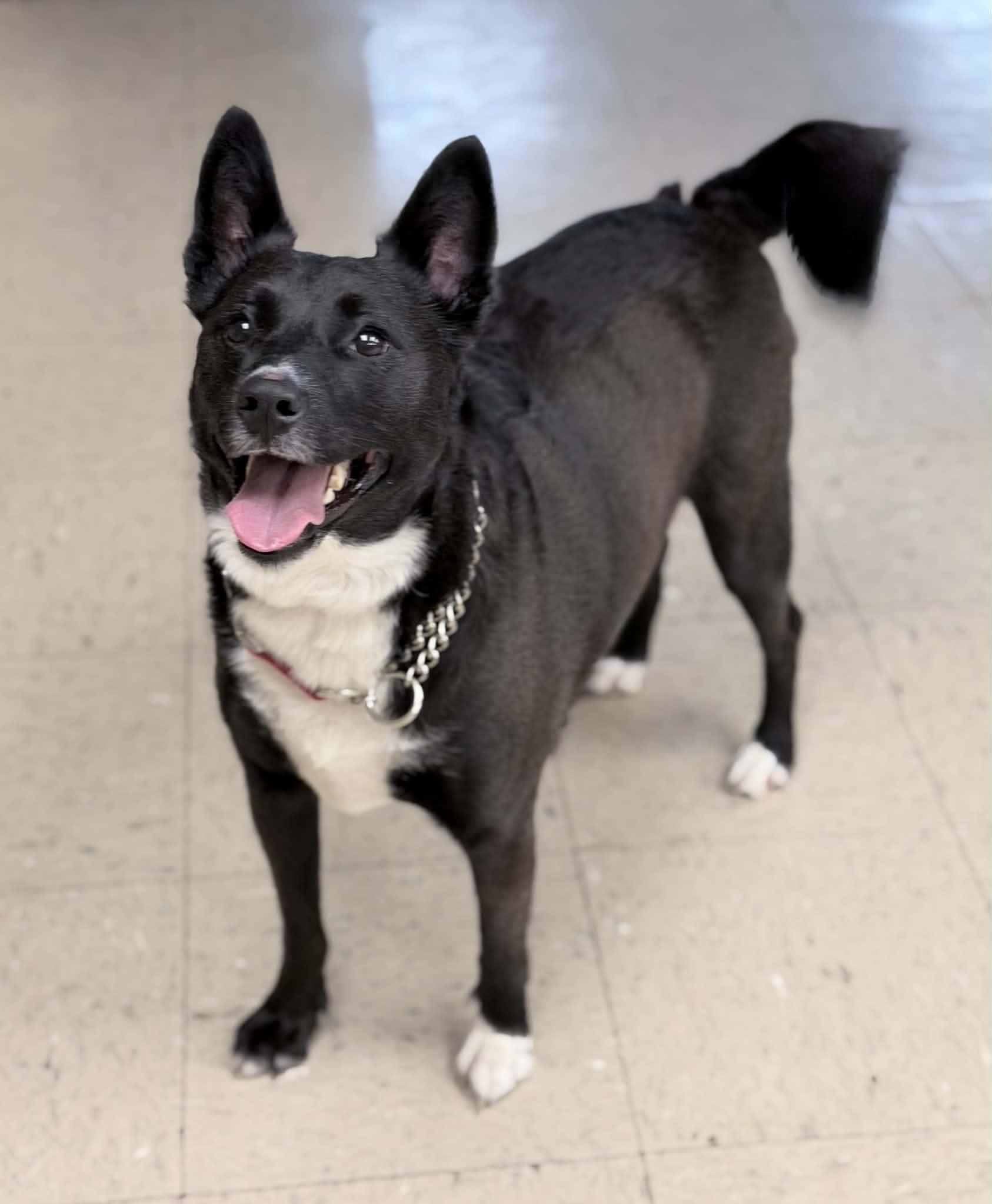 Sally, adopted, Adult Female Border Collie & Rat Terrier.