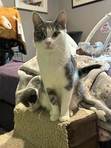 Luna, a Adoptable mixed breed in Grand Rapids, MN image 2/6