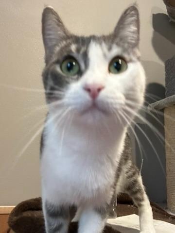 Luna, a Adoptable mixed breed in Grand Rapids, MN image 3/6