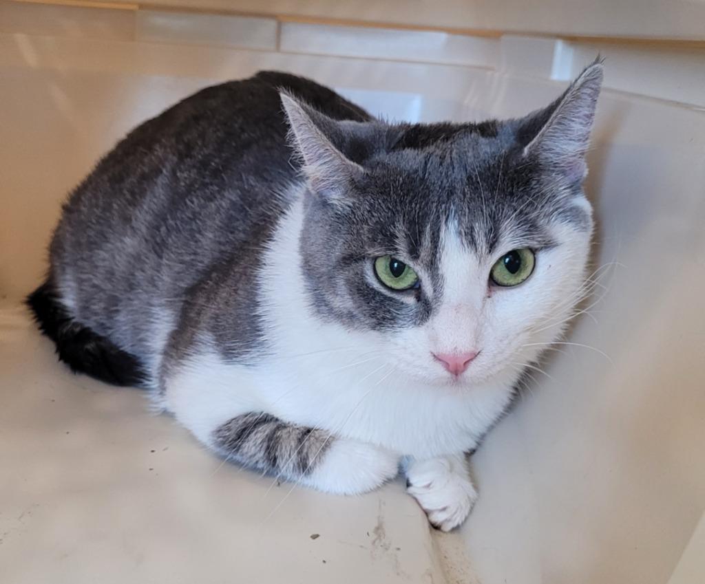 Luna, a Adoptable mixed breed in Grand Rapids, MN image 5/6