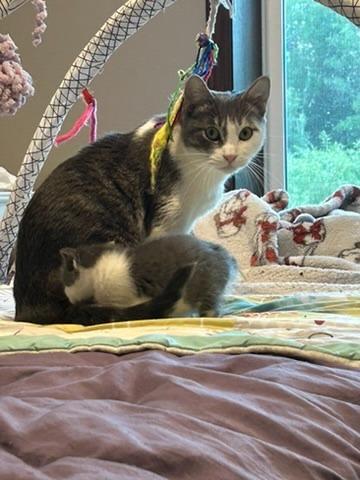 Luna, a Adoptable mixed breed in Grand Rapids, MN image 6/6