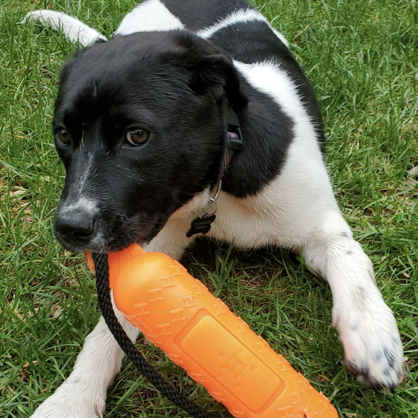 Missy, an adopted mixed breed in Prior Lake, MN image 3/6