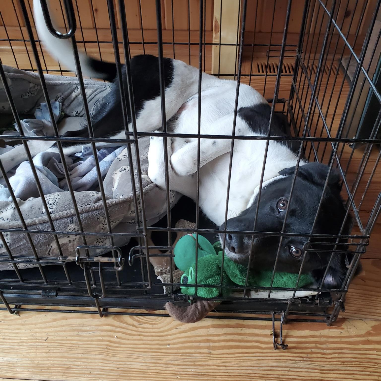 Missy, an adopted mixed breed in Prior Lake, MN image 2/6