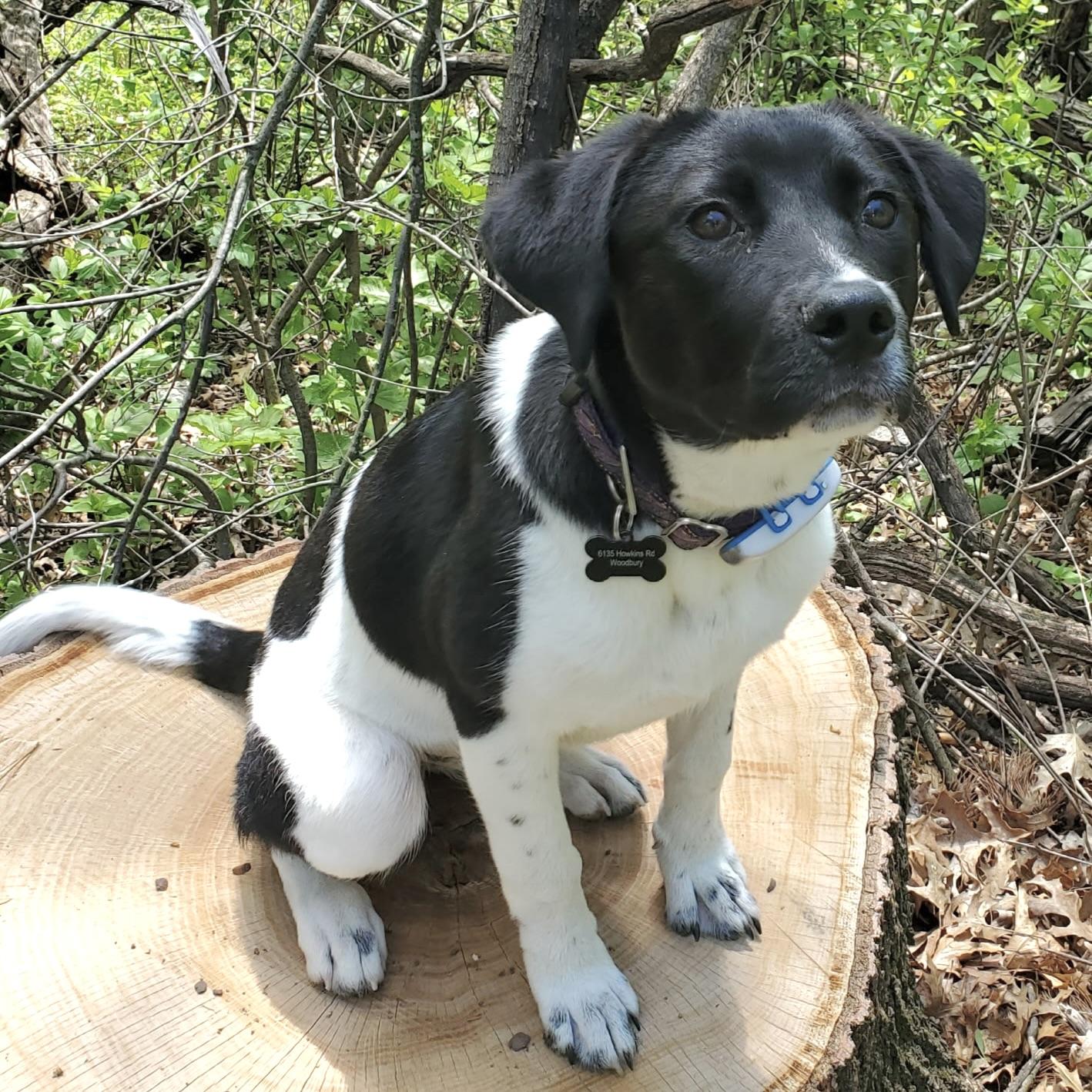 Missy, an adopted mixed breed in Prior Lake, MN image 1/6