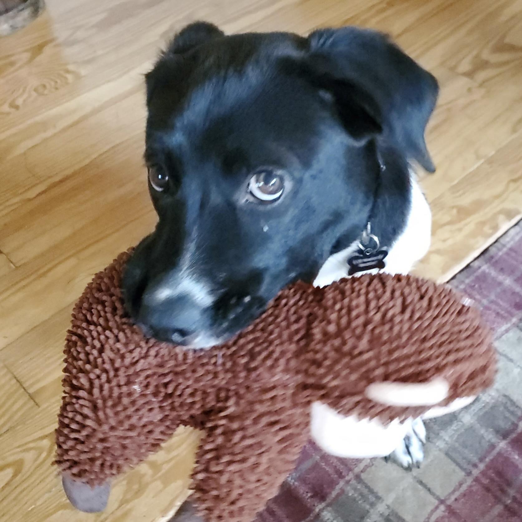 Missy, an adopted mixed breed in Prior Lake, MN image 5/6