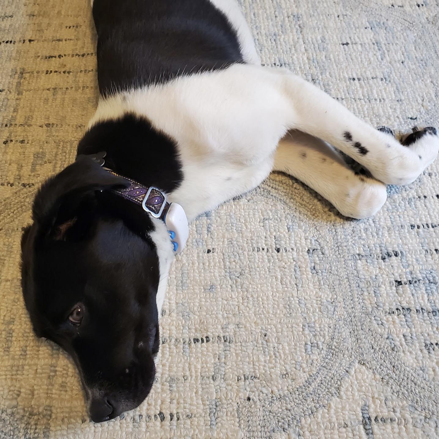 Missy, an adopted mixed breed in Prior Lake, MN image 6/6