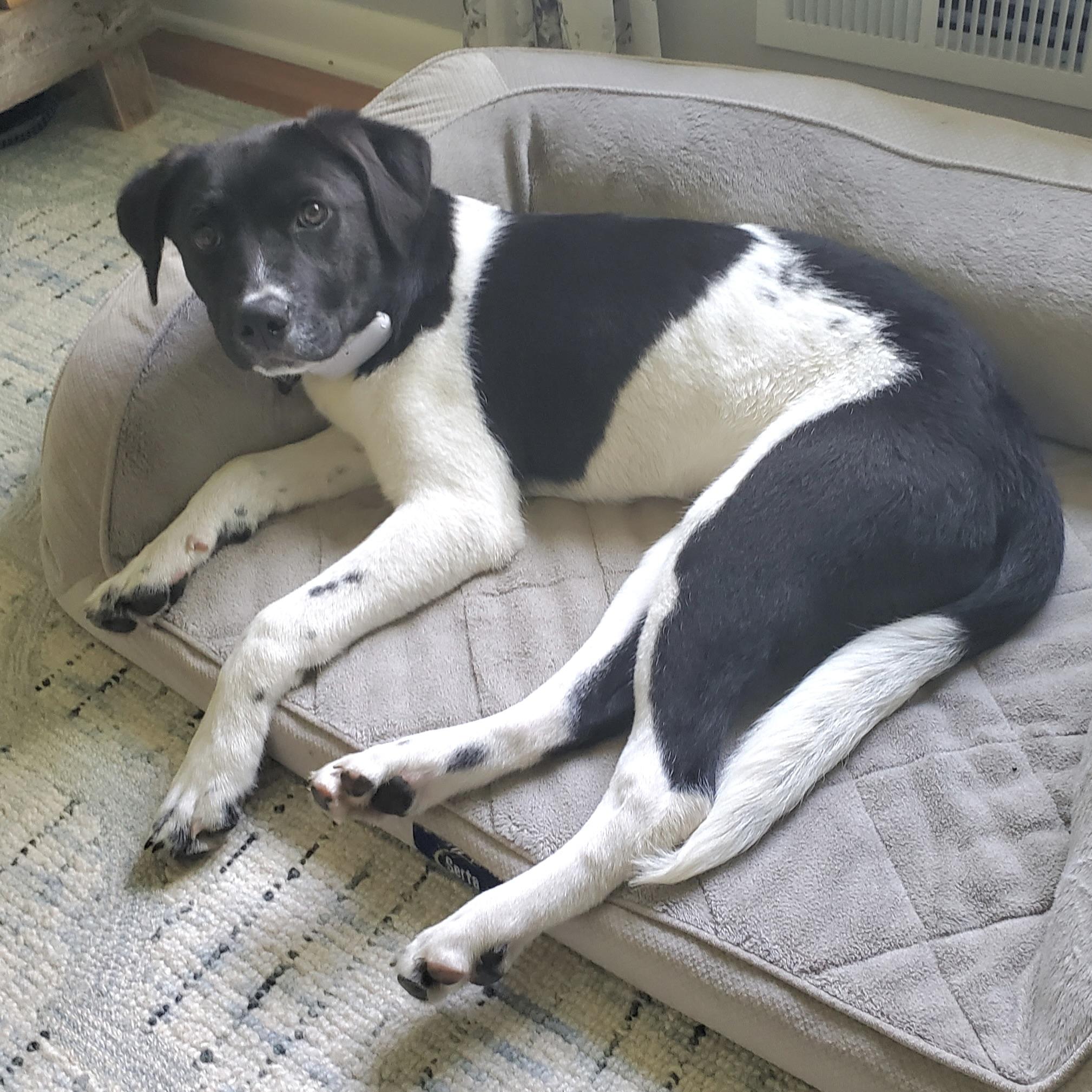 Missy, an adopted mixed breed in Prior Lake, MN image 4/6
