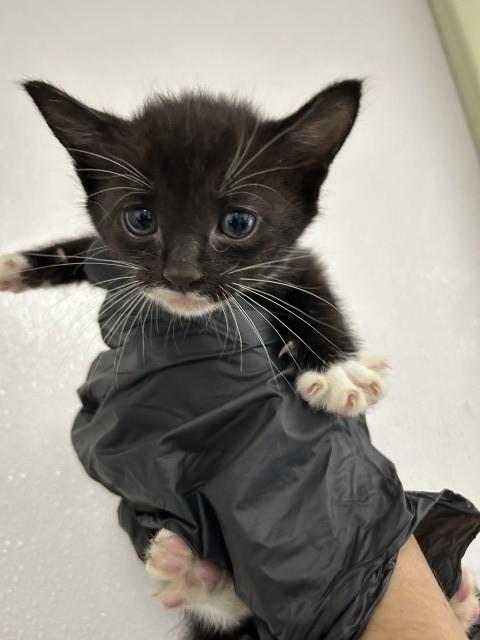 CRYSTAL, Adoptable, Kitten Female Domestic Short Hair.