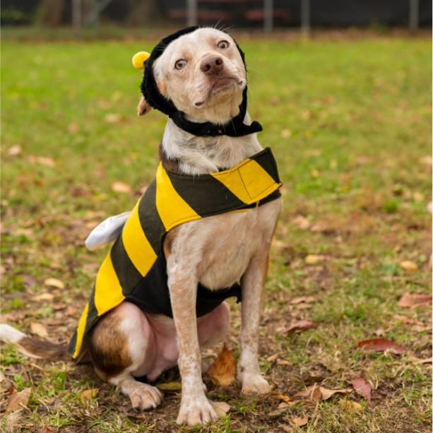 Enlarge SNOOPY, a Adoptable mixed breed in Murfreesboro, TN image 1/1