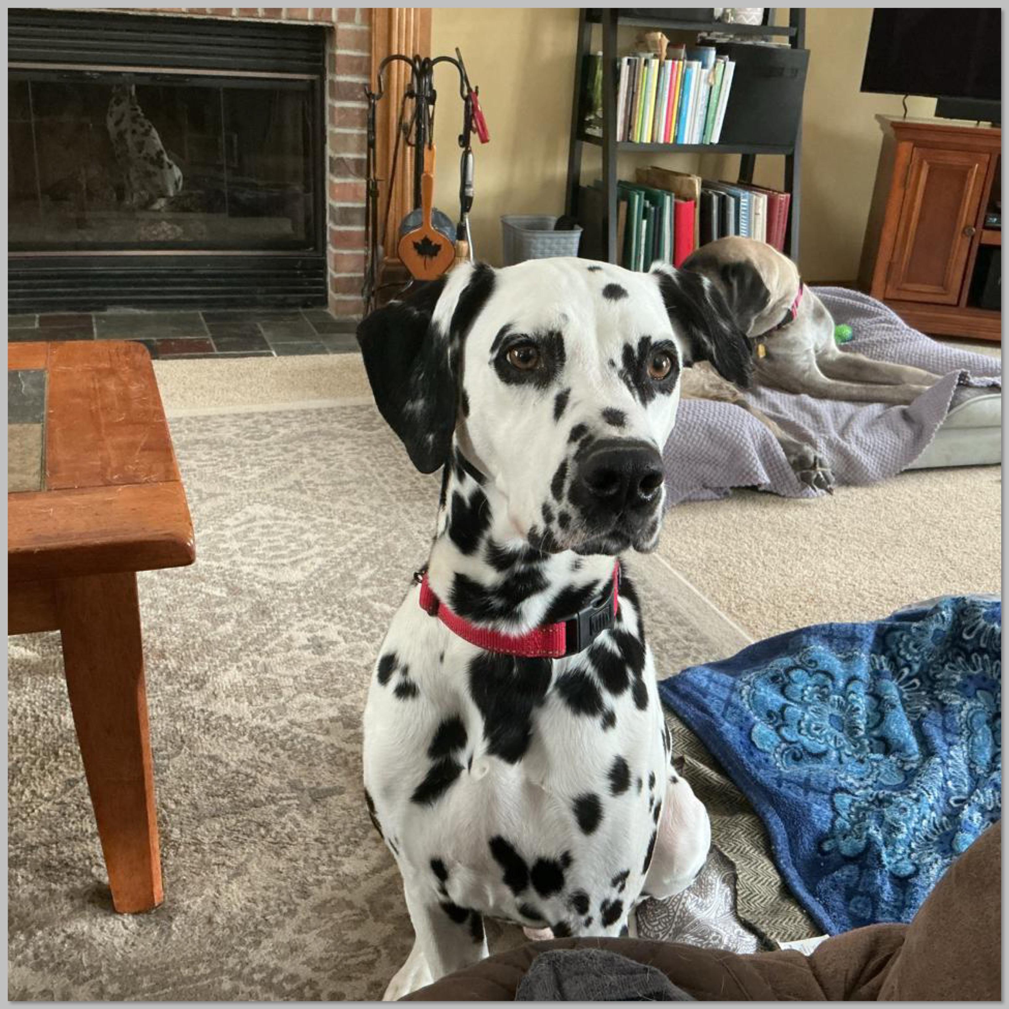Freckles Ask to Meet! In Foster!, adoptable, Adult Male Dalmatian.