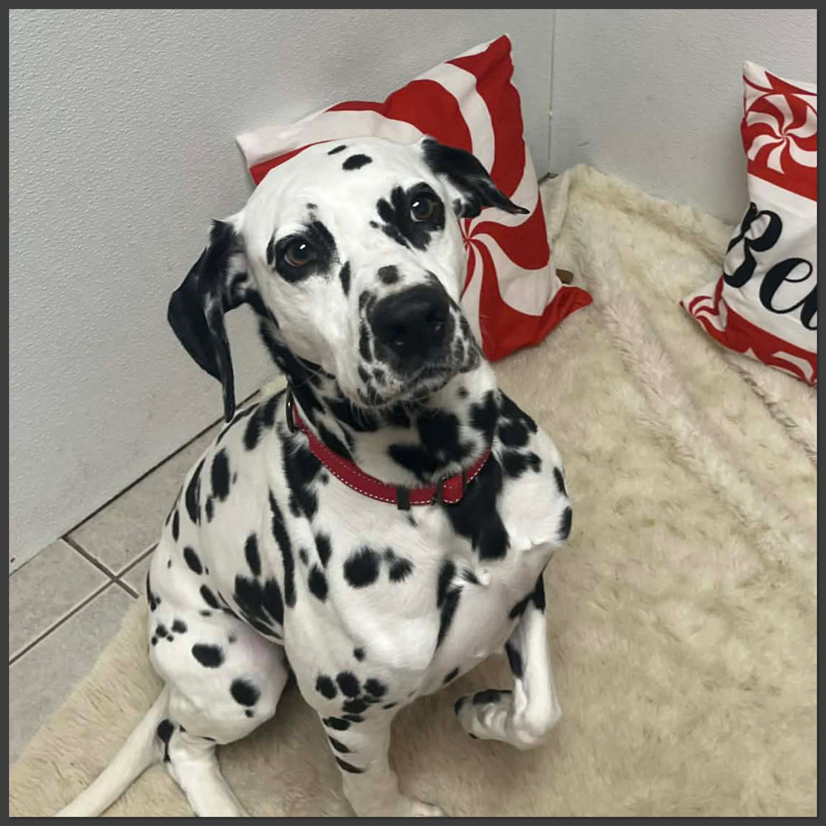 Enlarge Freckles Ask to Meet! In Foster!, an adoptable Dalmatian in Elyria, OH image 5/5