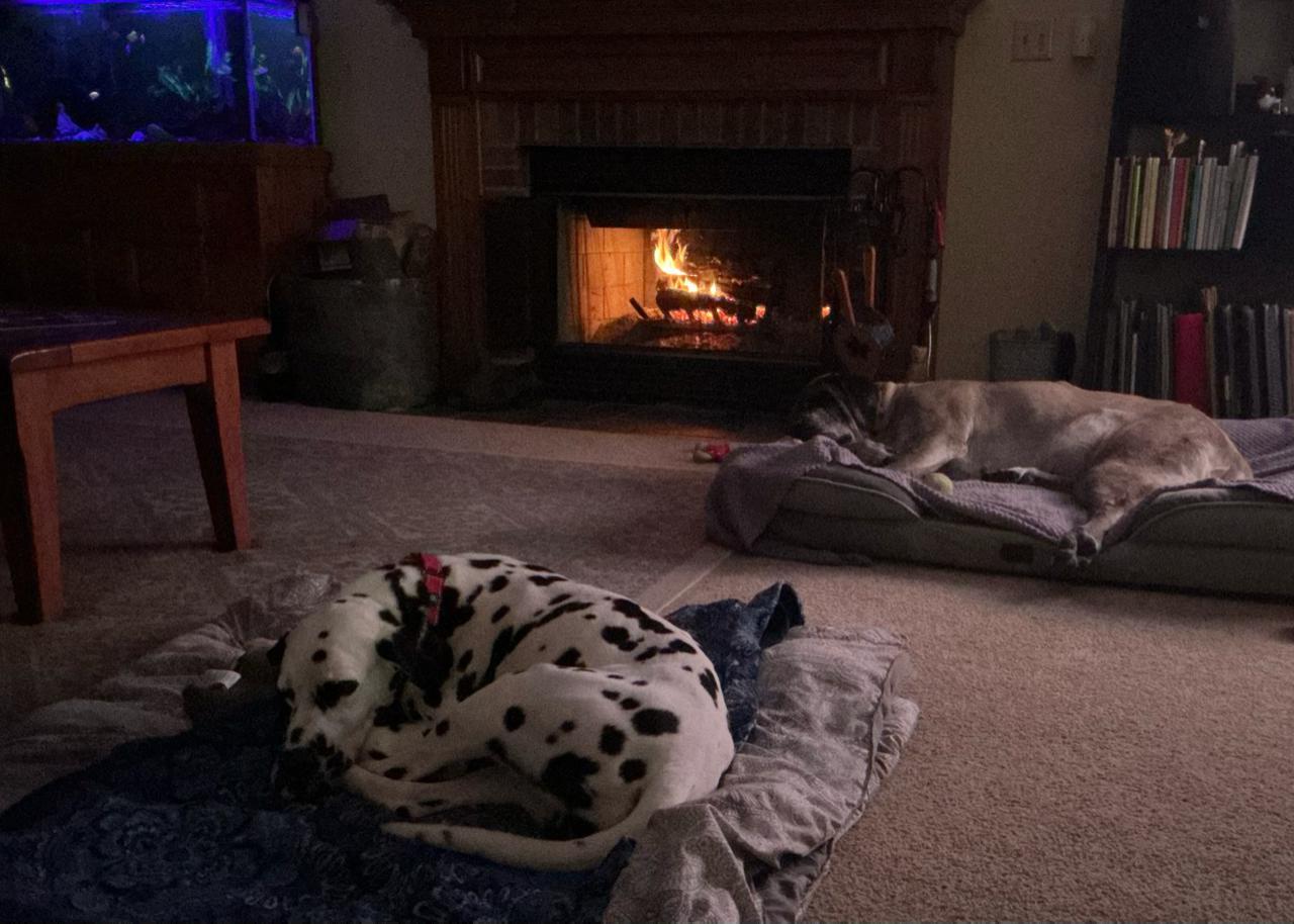 Enlarge Freckles Ask to Meet! In Foster!, an adopted Dalmatian in Elyria, OH image 6/6