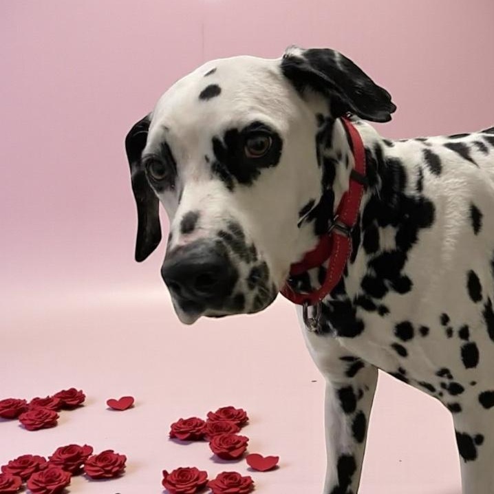 Freckles, adoptable, Adult Male Dalmatian.