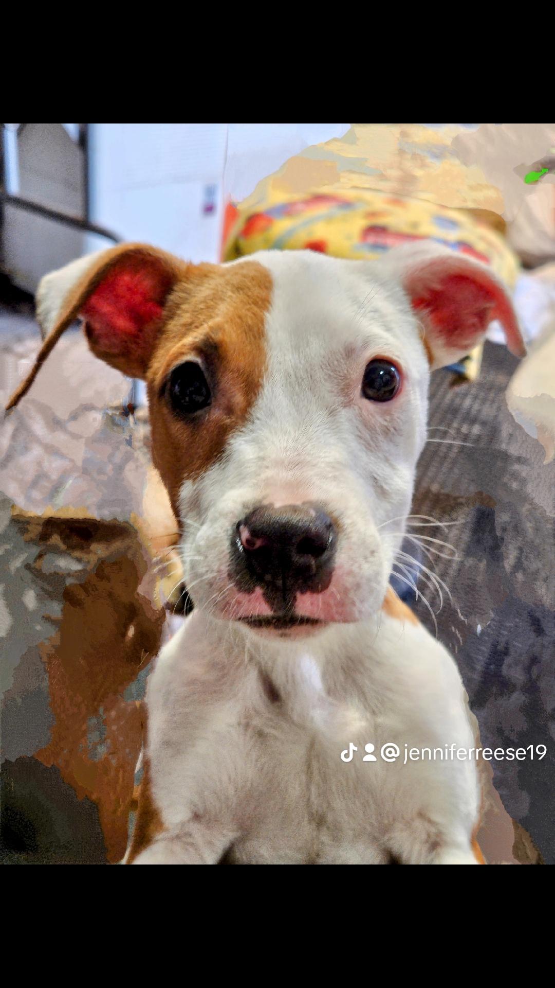 Enlarge Jolene, a Adopted American Bulldog in phenix city, AL image 4/4
