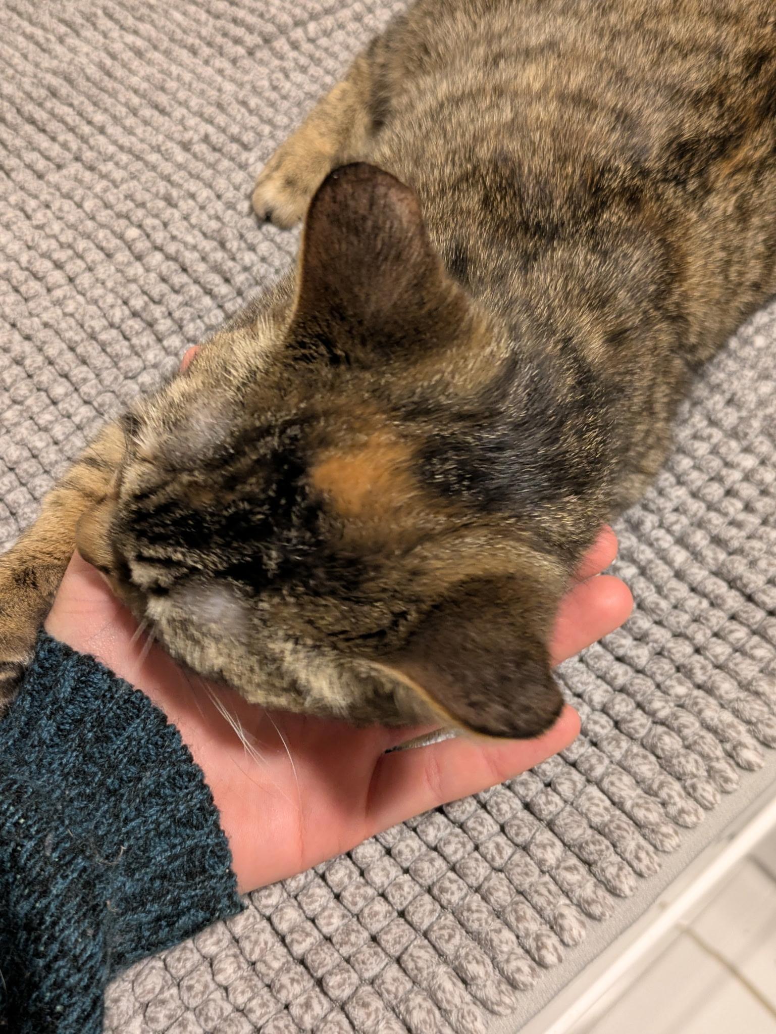 Callie, a ADOPTABLE Domestic Short Hair in Mineral Point, WI image 6/6