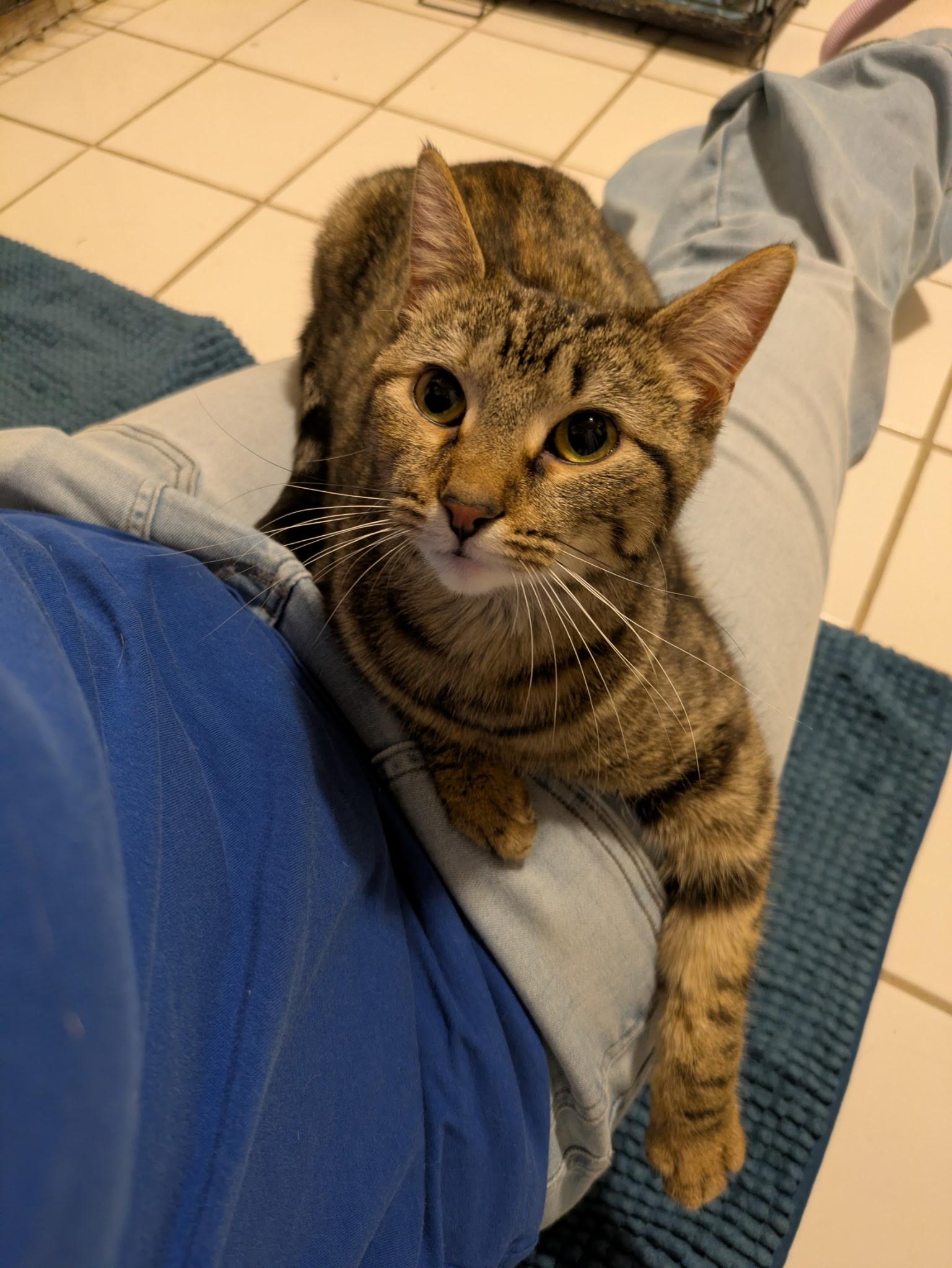 Callie, ADOPTABLE, Adult Female Domestic Short Hair.