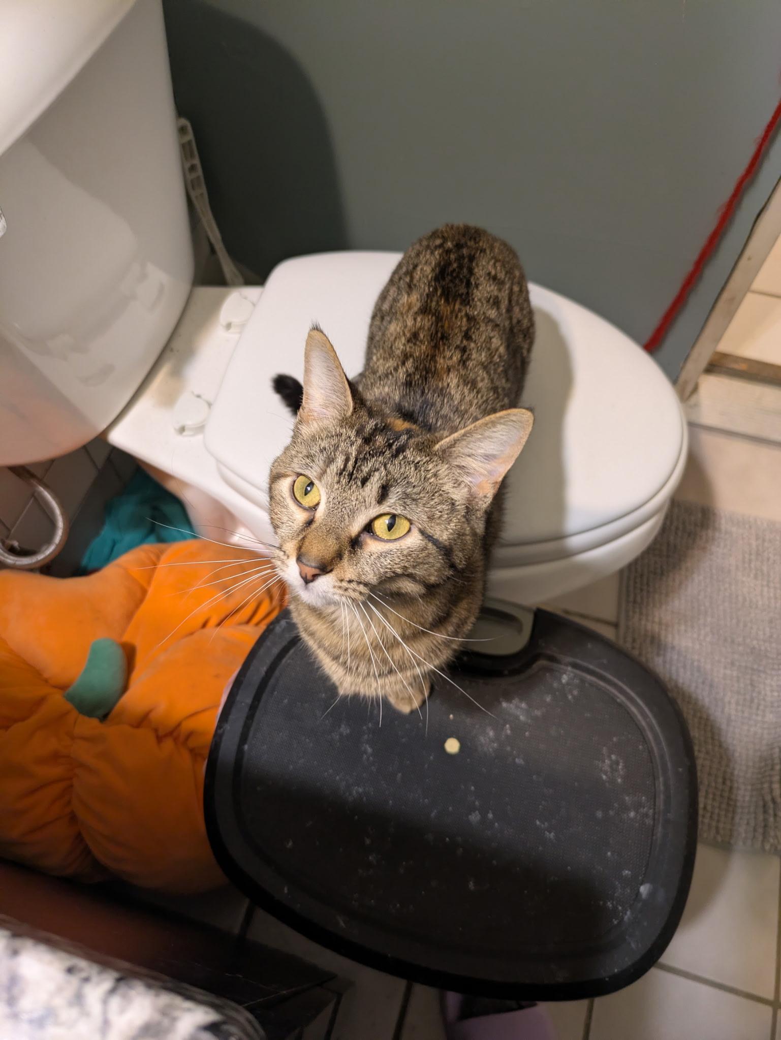 Callie, a ADOPTABLE Domestic Short Hair in Mineral Point, WI image 4/6