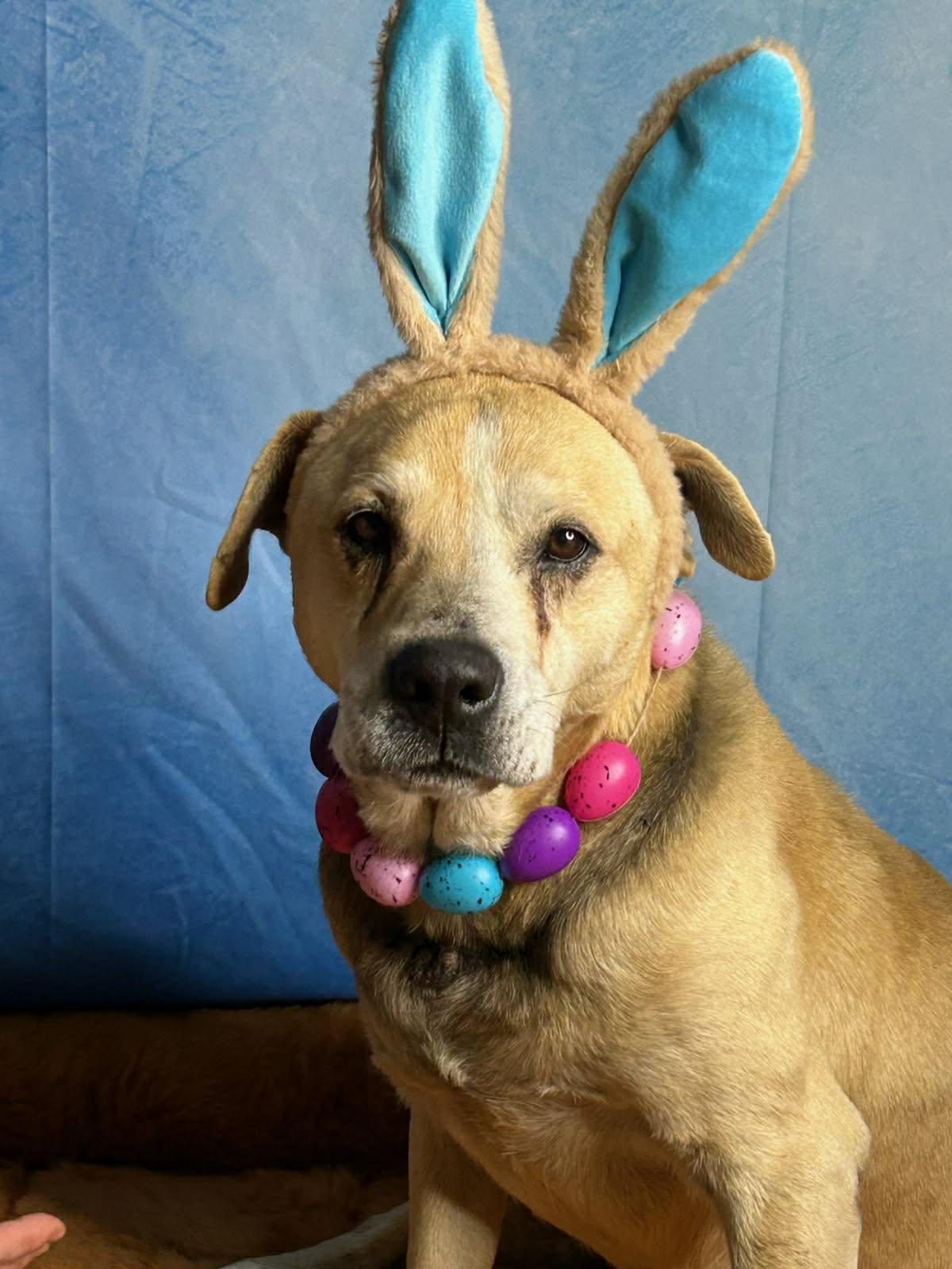 Enlarge Jasper, a Adoptable Retriever in Stratham, NH image 1/3