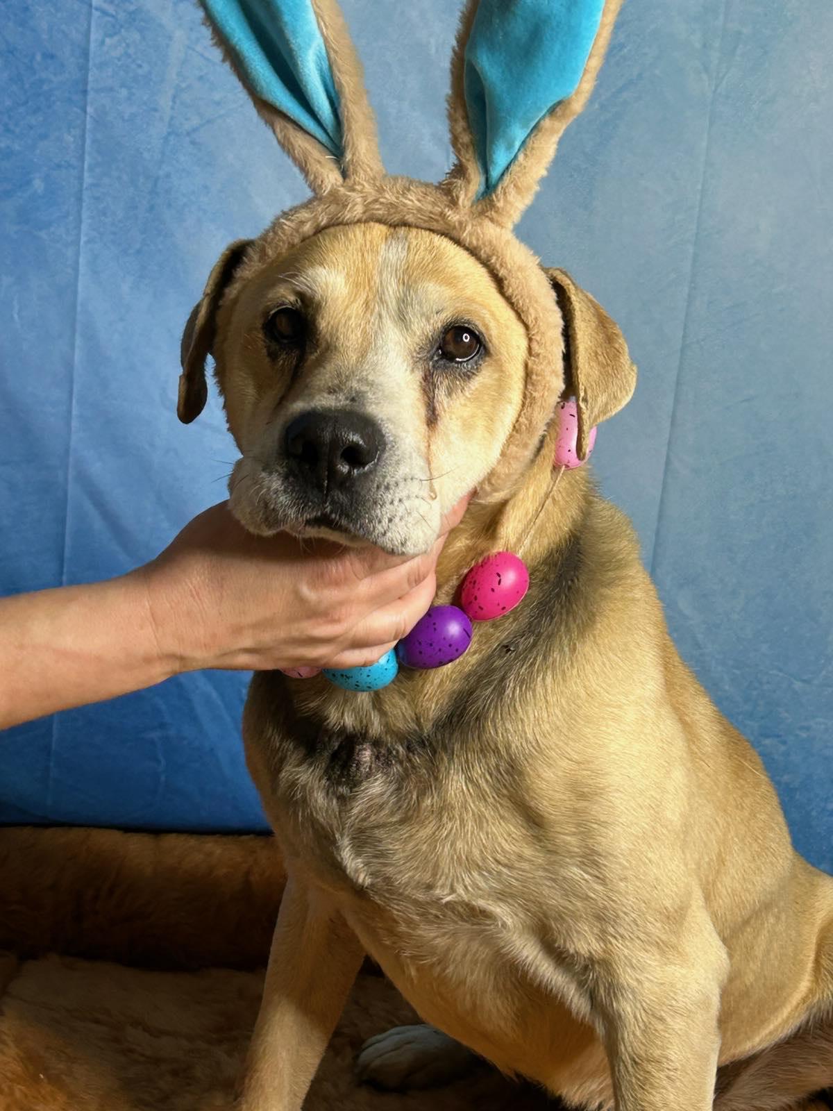 Enlarge Jasper, a Adoptable Retriever in Stratham, NH image 2/3