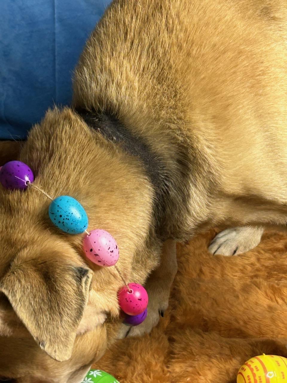 Enlarge Jasper, a Adoptable Retriever in Stratham, NH image 3/3