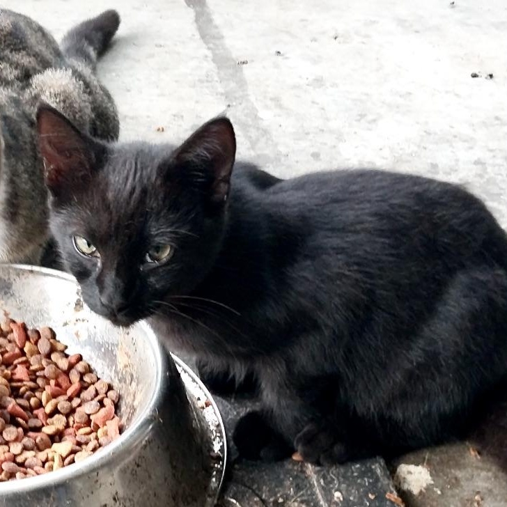 Jill-s, Adoptable, Young Female Domestic Medium Hair.